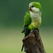 Monk Parakeet