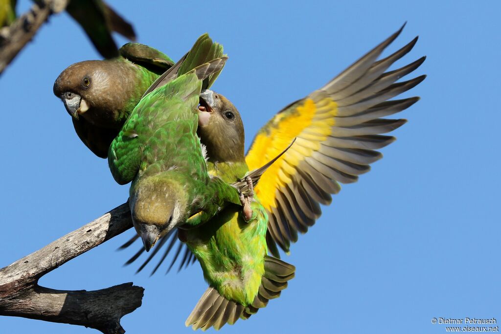 Brown-headed Parrot