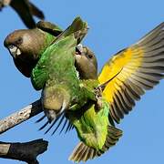 Brown-headed Parrot