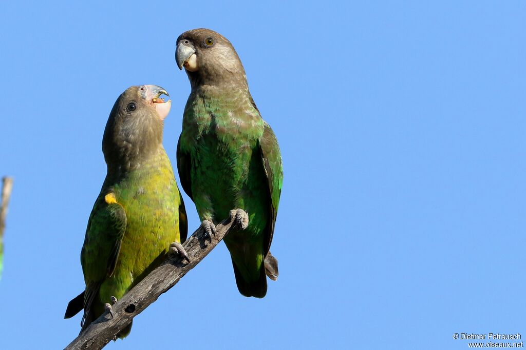 Brown-headed Parrot