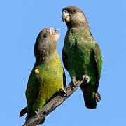 Brown-headed Parrot