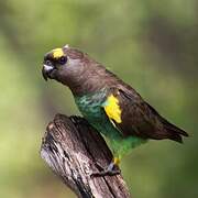 Meyer's Parrot