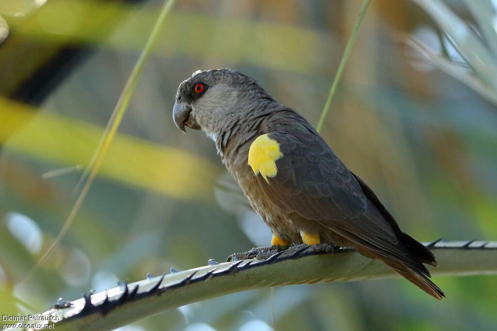 Rüppell's Parrotadult, identification