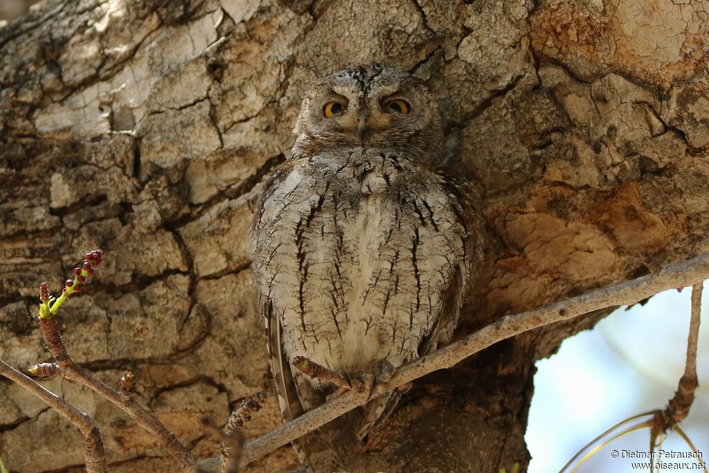 African Scops Owladult