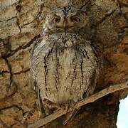 African Scops Owl