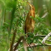 Least Bittern