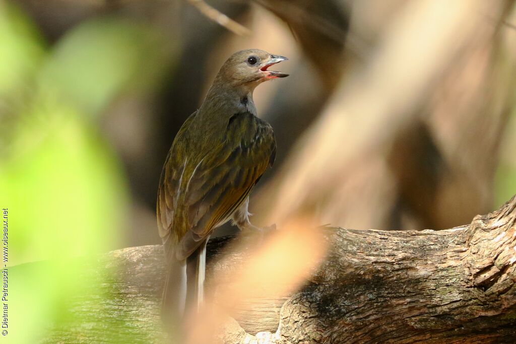 Lesser Honeyguideadult, identification