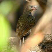 Lesser Honeyguide