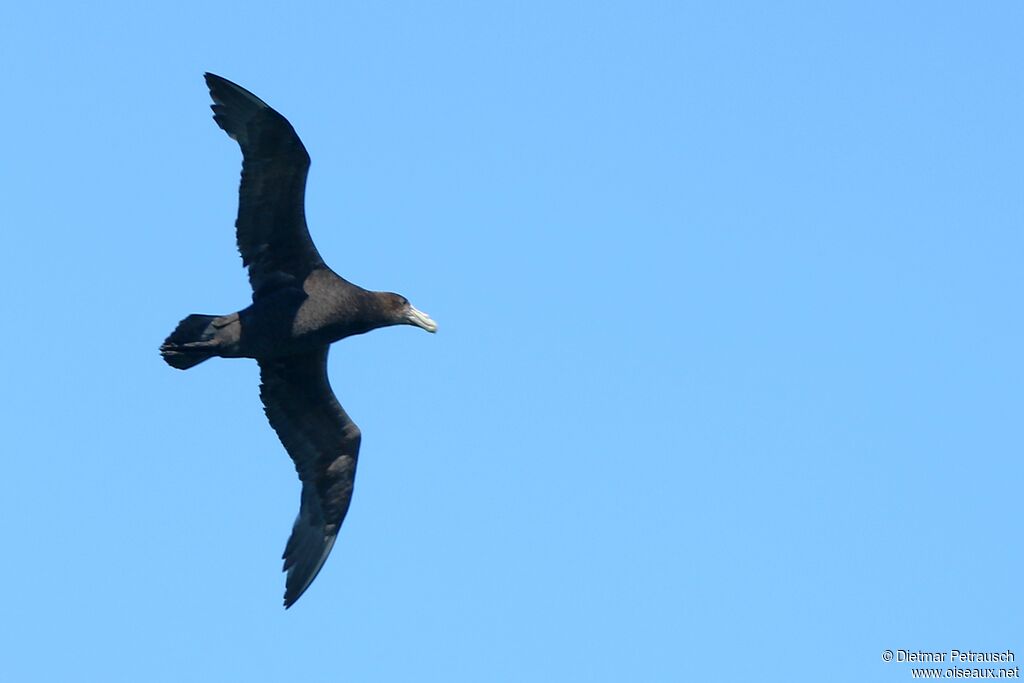 Southern Giant Petreladult