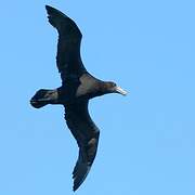 Southern Giant Petrel