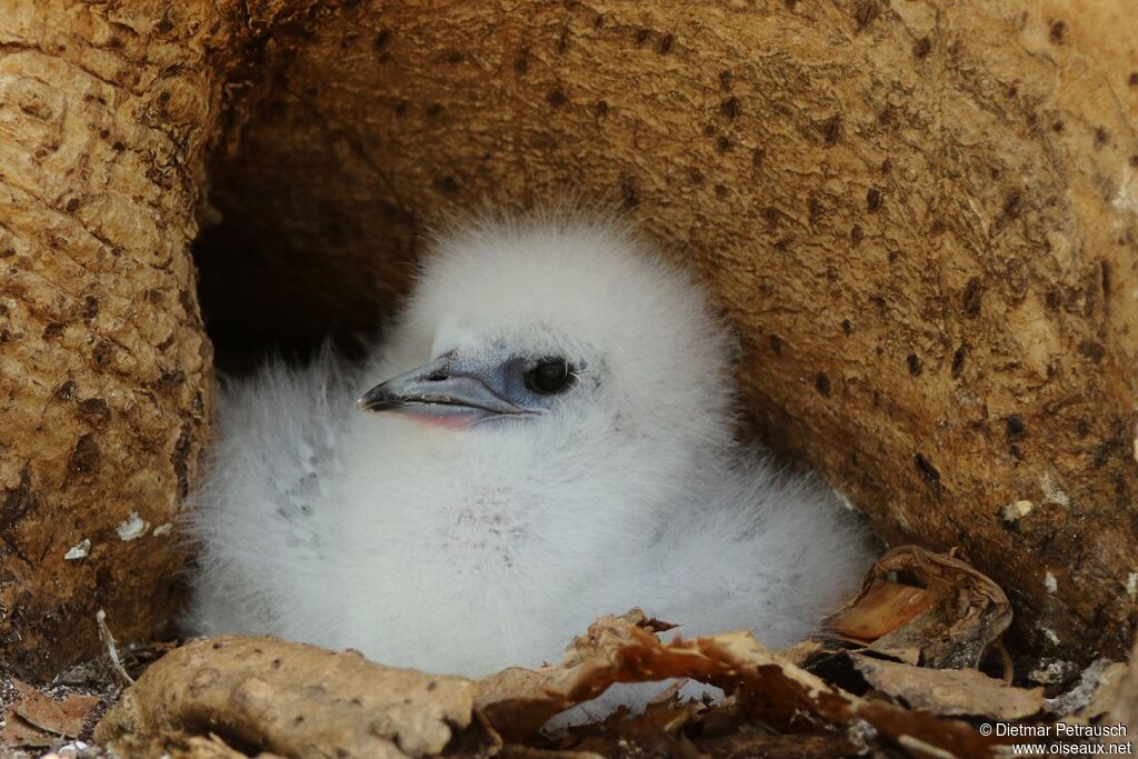 White-tailed TropicbirdPoussin