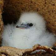 White-tailed Tropicbird