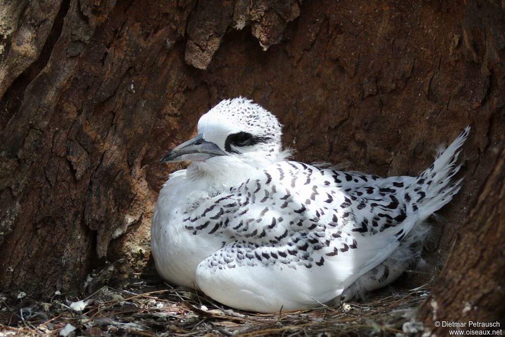 White-tailed Tropicbirdjuvenile