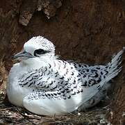 White-tailed Tropicbird