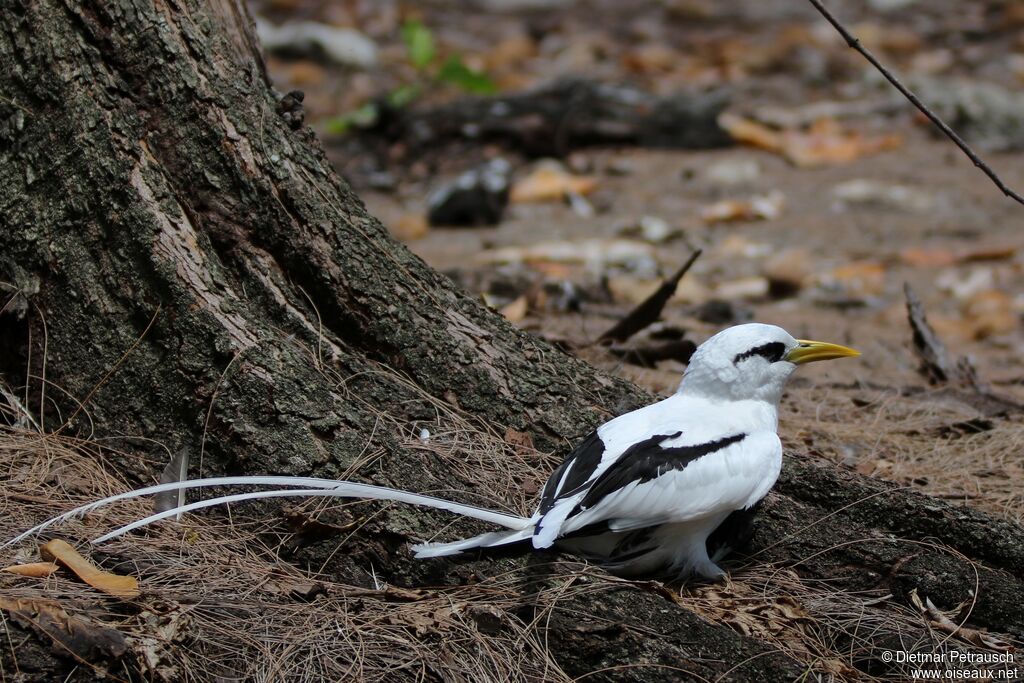 White-tailed Tropicbirdadult