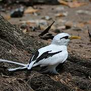 White-tailed Tropicbird