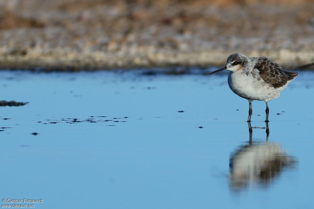 Phalarope de Wilsonadulte