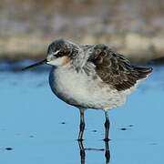 Phalarope de Wilson