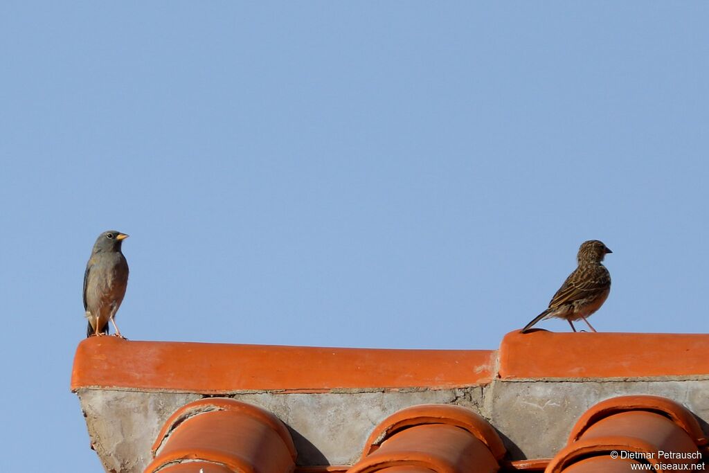 Band-tailed Sierra Finchadult