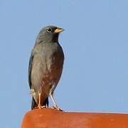 Band-tailed Sierra Finch