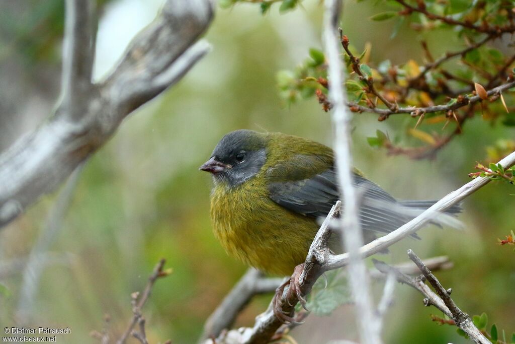 Grey-hooded Sierra Finchsubadult