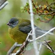 Grey-hooded Sierra Finch