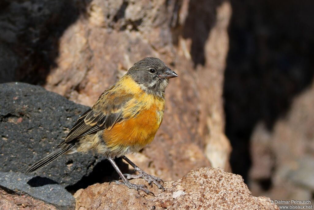 Black-hooded Sierra Finchsubadult