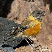 Black-hooded Sierra Finch