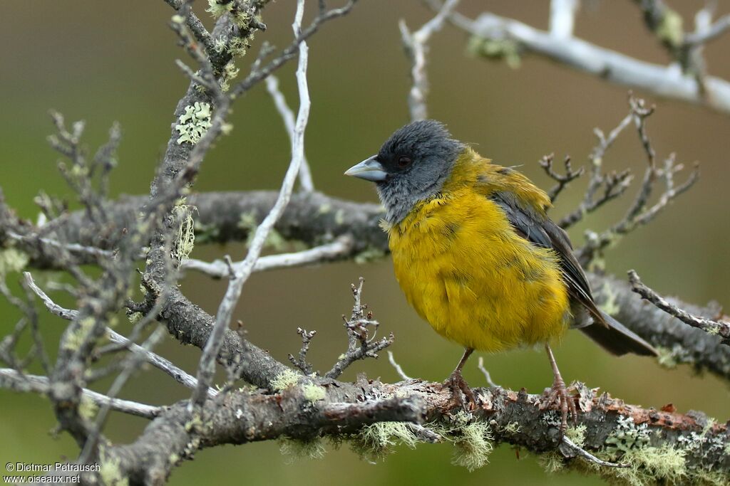 Patagonian Sierra Finchadult