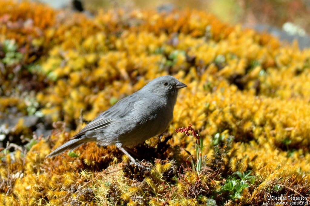 Plumbeous Sierra Finch male adult