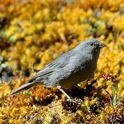 Plumbeous Sierra Finch