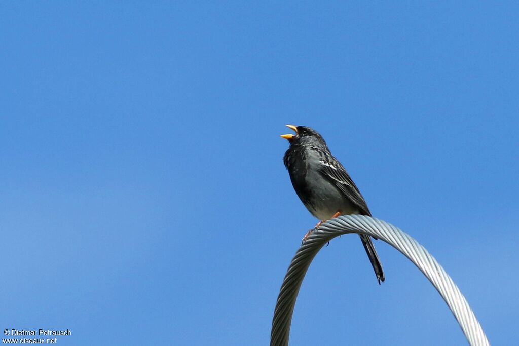 Mourning Sierra Finch male adult