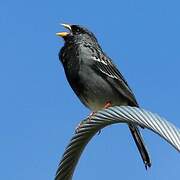 Mourning Sierra Finch