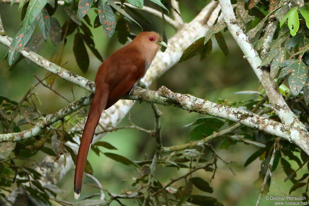 Piaye écureuiladulte