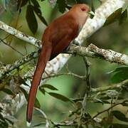 Squirrel Cuckoo