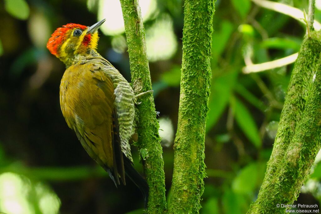 Yellow-browed Woodpeckeradult