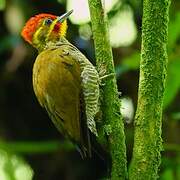 Yellow-browed Woodpecker