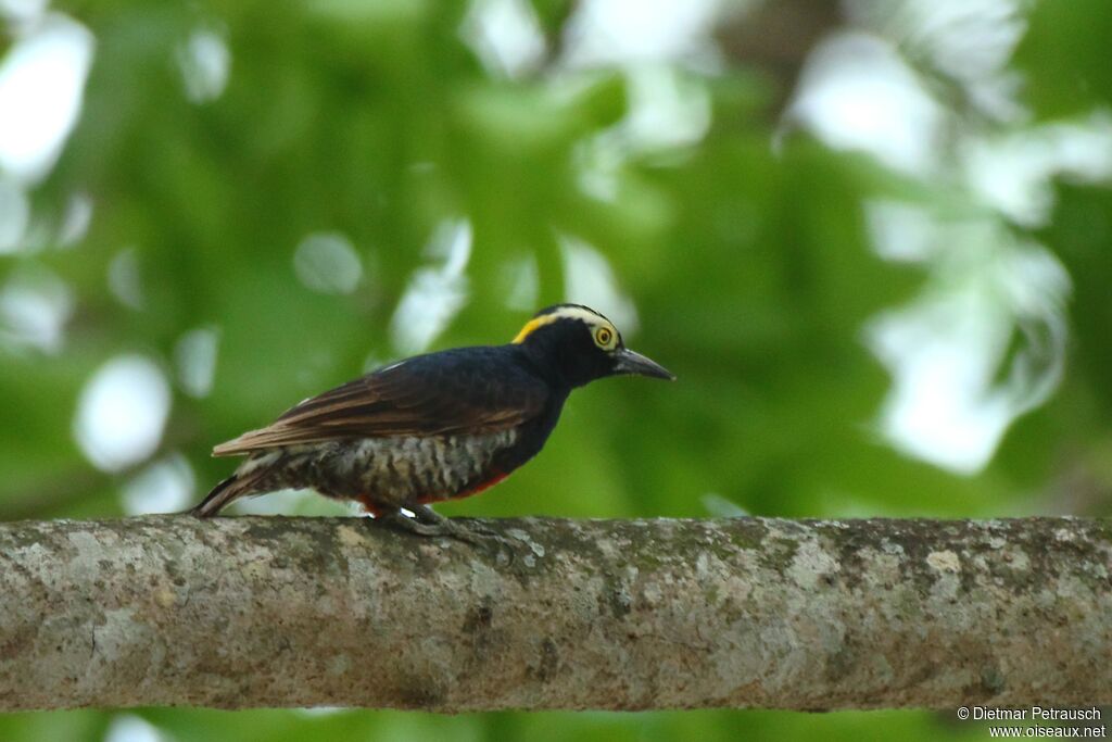 Yellow-tufted Woodpeckeradult