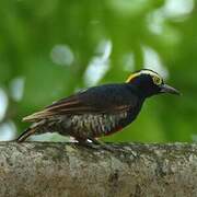 Yellow-tufted Woodpecker