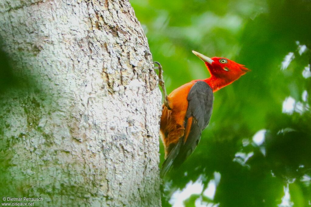 Pic à cou rouge mâle adulte