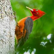 Red-necked Woodpecker