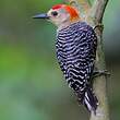 Pic à couronne rouge