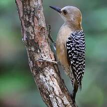 Pic à couronne rouge