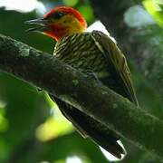 Yellow-throated Woodpecker