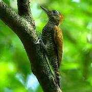 Yellow-eared Woodpecker