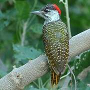 Golden-tailed Woodpecker