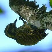 White-spotted Woodpecker