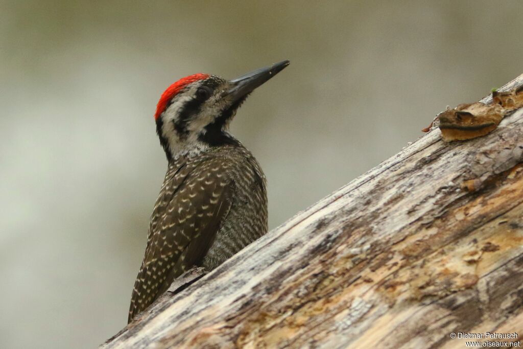 Bearded Woodpecker male adult