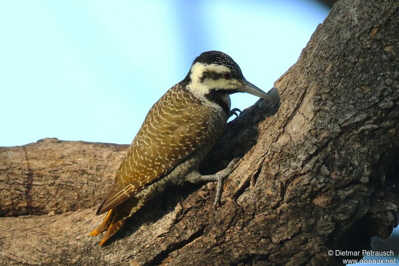 Bearded Woodpecker female adult