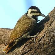 Bearded Woodpecker